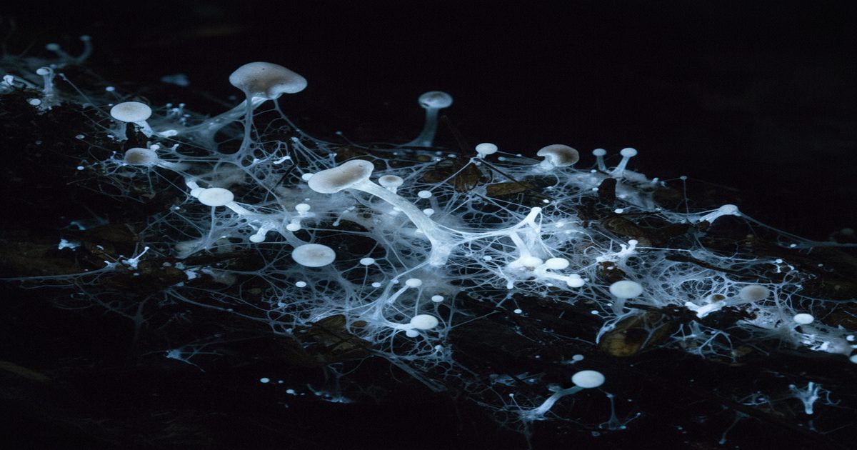 bioluminescent mycelium network body horror fungi growing organic matter dark